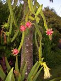 White-fleshed Pitahaya ، Night blooming Cereus ، Strawberry Pear ، Belle of the Night ، Cinderella P